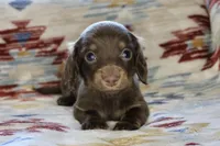 Jasper, a male Miniature Dachshund for sale in Boyd, TX – Photo 1 of 2