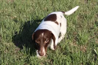Pinto, a female Miniature Dachshund for sale in Boyd, TX – 5 of 5