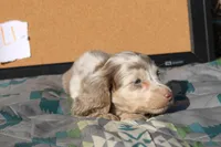 L1, a male Dachshund for sale in Boyd, TX – 2 of 5
