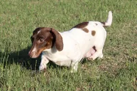 Pinto, a female Miniature Dachshund for sale in Boyd, TX – 4 of 5