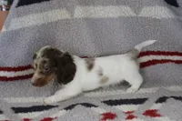 Josie, a female Miniature Dachshund for sale in Boyd, TX – 3 of 4