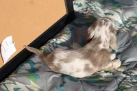 L1, a male Dachshund for sale in Boyd, TX – 3 of 5