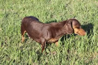 Maddie, a female Miniature Dachshund for sale in Boyd, TX – 6 of 6
