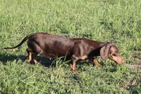 Maddie, a female Miniature Dachshund for sale in Boyd, TX – 5 of 6