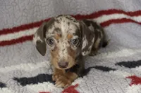 Jazzie, a female Miniature Dachshund for sale in Boyd, TX – 2 of 3