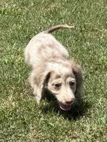 Ernie, a male Miniature Dachshund for sale in Boyd, TX – 2 of 4