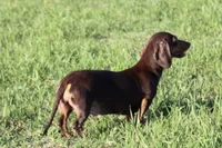 Maddie, a female Miniature Dachshund for sale in Boyd, TX – 2 of 6