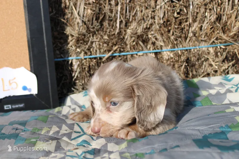 L5 – Dachshund puppy for sale in Boyd, TX
