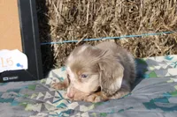 L5, a male Dachshund for sale in Boyd, TX – 1 of 4