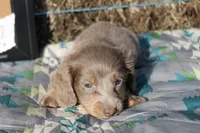 L2, a male Dachshund for sale in Boyd, TX – 3 of 4