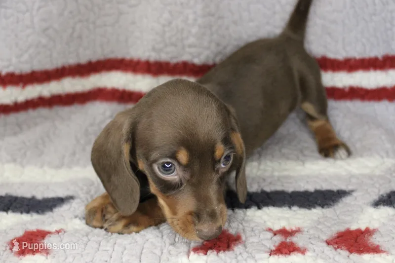 Jax – Miniature Dachshund puppy for sale in Boyd, TX