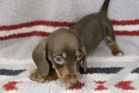 Jax, a male Miniature Dachshund for sale in Boyd, TX – 1 of 2