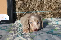 L5, a male Dachshund for sale in Boyd, TX – 2 of 4