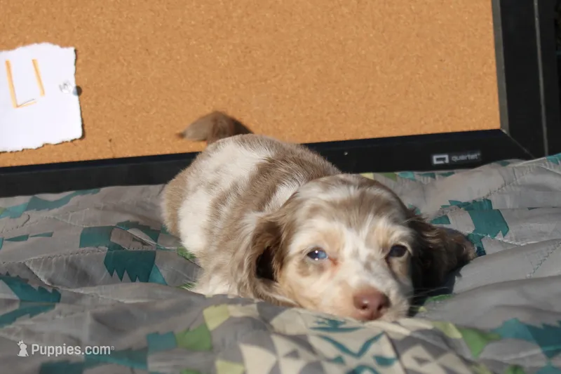 L1 – Dachshund puppy for sale in Boyd, TX