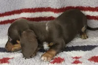 Jinx, a female Miniature Dachshund for sale in Boyd, TX – 1 of 3