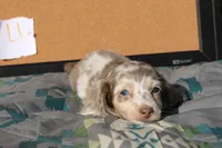 L1, a male Dachshund for sale in Boyd, TX – 4 of 5