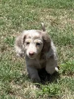 Ernie, a male Miniature Dachshund for sale in Boyd, TX – 4 of 4