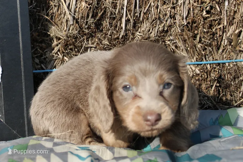 L2 – Dachshund puppy for sale in Boyd, TX