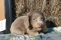 L2, a male Dachshund for sale in Boyd, TX – 2 of 4