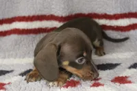 Jinx, a female Miniature Dachshund for sale in Boyd, TX – 2 of 3