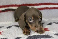 Jessie, a female Miniature Dachshund for sale in Boyd, TX – 3 of 3