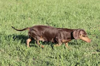Maddie, a female Miniature Dachshund for sale in Boyd, TX – 4 of 6
