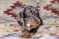 Inky, a male Miniature Dachshund for sale in Boyd, TX – Photo 1 of 3