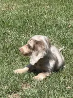 Bert, a male Miniature Dachshund for sale in Boyd, TX – 2 of 4