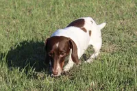 Pinto, a female Miniature Dachshund for sale in Boyd, TX – 3 of 5