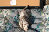 L1, a male Dachshund for sale in Boyd, TX – 5 of 5
