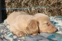 E3, a male Dachshund for sale in Boyd, TX – 3 of 5