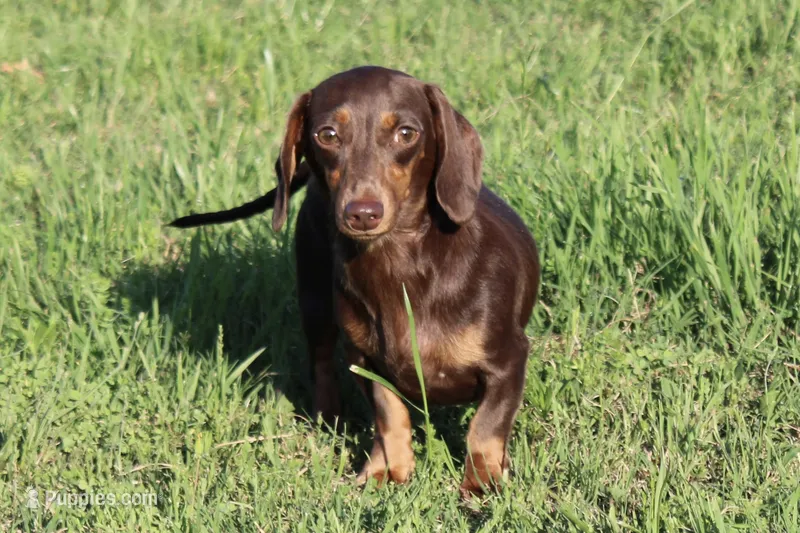 Maddie – Miniature Dachshund puppy for sale in Boyd, TX
