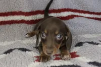 Jinx, a female Miniature Dachshund for sale in Boyd, TX – 3 of 3