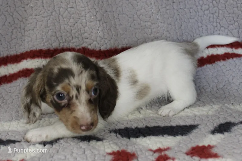 Josie – Miniature Dachshund puppy for sale in Boyd, TX