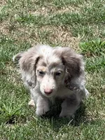 Ernie, a male Miniature Dachshund for sale in Boyd, TX – 3 of 4
