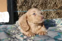 E3, a male Dachshund for sale in Boyd, TX – 5 of 5