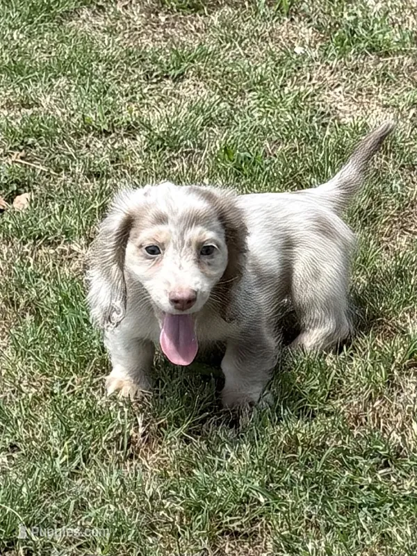 Ernie – Miniature Dachshund puppy for sale in Boyd, TX