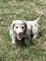 Ernie, a male Miniature Dachshund for sale in Boyd, TX – 1 of 4