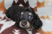 Sparky, a male Miniature Dachshund for sale in Boyd, TX – 1 of 4