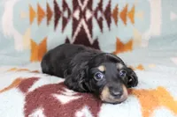 Sparky, a male Miniature Dachshund for sale in Boyd, TX – 4 of 4