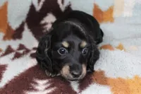 Sparky, a male Miniature Dachshund for sale in Boyd, TX – 2 of 4