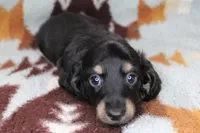Sparky, a male Miniature Dachshund for sale in Boyd, TX – 3 of 4