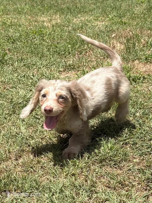 Bert – Miniature Dachshund puppy for sale in Boyd, TX