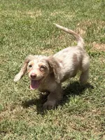 Bert, a male Miniature Dachshund for sale in Boyd, TX – 1 of 4