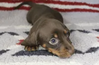 Jessie, a female Miniature Dachshund for sale in Boyd, TX – 2 of 3
