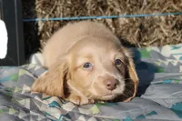 E3, a male Dachshund for sale in Boyd, TX – 2 of 5