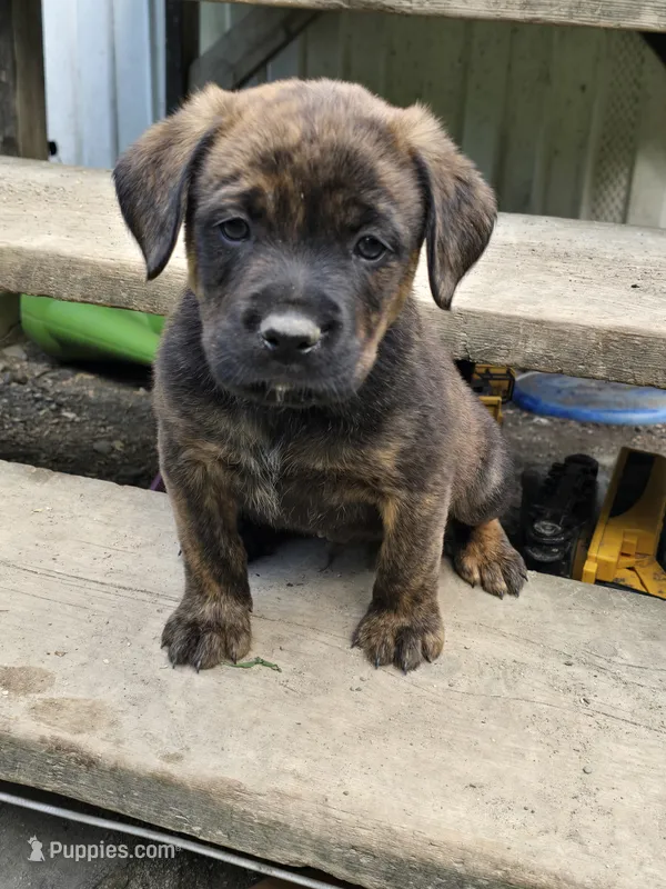Hank – Boxer, Rottweiler puppy for sale in Canaan, ME