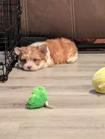 Bruno, a male Yorkshire Terrier for sale in Houston, TX – 3 of 3