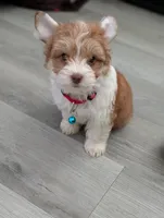 Bruno, a male Yorkshire Terrier for sale in Houston, TX – 2 of 3