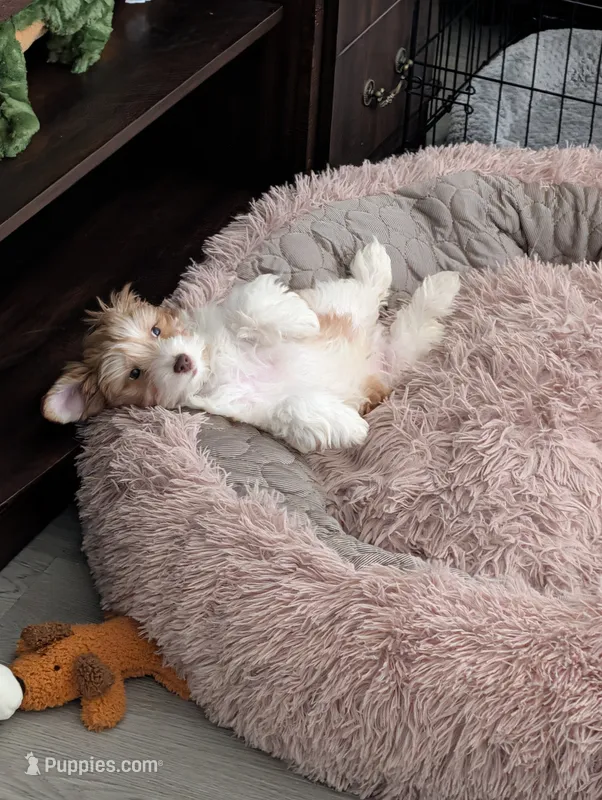 Bruno – Yorkshire Terrier puppy for sale in Houston, TX